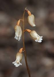 Image result for Gastrodia ballii