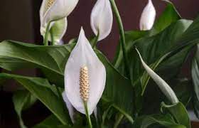 We did not find results for: Symbolic Flowers For Grief And Sympathy Lovetoknow