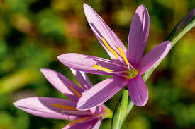 Image result for Hesperantha