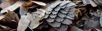 The suspected trafficker, who also doubles a second hand clothes trader, used his business as a cover toillegally trade in pangolin scales. Pangolins In Peril