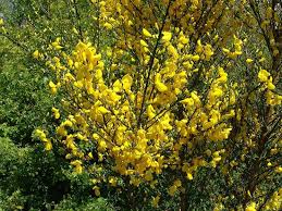 Presente nella macchia mediterranea, detta anche spartium junceum. Ginestra Genista Genista Piante Da Giardino Ginestra Genista Arbusti