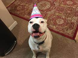 Horses, giraffes & more canvas print. Stella The American Bulldog Is An Absolute Sweetheart Album On Imgur