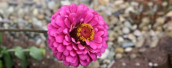 Variety of flowers in india. A Guide To Indian Blooms Flower Types And Uses