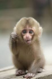 36 Best Pet monkey for sale ideas | pet monkey, pet monkey for ...