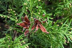 Image result for Platycladus orientalis