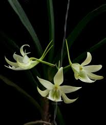 Image result for Angraecum conchiferum
