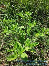 Image result for Acanthospermum hispidum