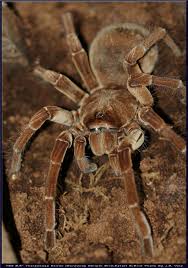 Clip of a goliath will find. 6 8 2014 Ts3 Theraphosa Stirmi Spider Pictures Tarantula Spider Mites