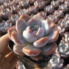 Convenient online shopping, easy checkout & ship to your local dollar tree store. Pre Order Selected Echeveria Monroe Korean Imported Rare Live Succulent Plant By Succulentcafes On Etsy Suculentas Cactos Cactos E Suculentas