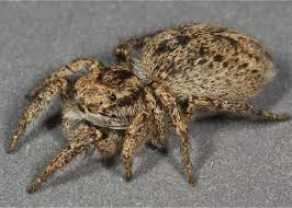 Image result for Cissus humbertii