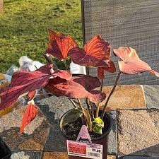 Image result for Caladium