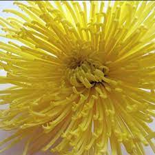 Yellow Spider Mum To Add A Pop Of Yellow That Won T Dominate The Bouquet Mana Vietne Chrysanthemum Seeds Spider Mums Chrysanthemum Flower