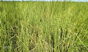 Image result for Andropogon gayanus