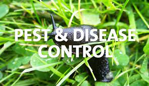 Once fully grown, the larvae produce pupae in which they change into adults. Pest And Disease Control Palmers Garden Centre