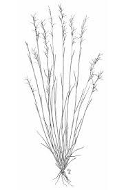 Image result for Aristida bipartita