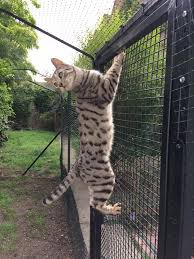 Bengale Katzennetz Sicher Katzen Katzennetz Katze Zaun