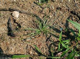 Image result for Schoenoplectiella