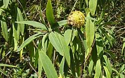 Image result for Gnidia