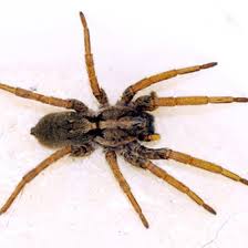 Brown Spiders Common In Louisiana
