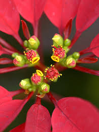 Image result for Pseudo Agrostistachys