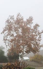 All The Leaves Are Brown And The Sky Is Grey Janet K C On Sky Location History Twitter