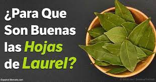 Las hojitas de laurel son para relajar a la persona, calmar, aser sentir mas tranquila no para resolver problemas! Las Hojas De Laurel Son Beneficiosas Arsenal Terapeutico