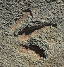 24/7 live support · skip the line tickets · photos, videos, & maps Walking In The Footsteps Of Dinosaurs At Mill Canyon Fossil And Historical Area Dinosaur Trail Celebrate Big