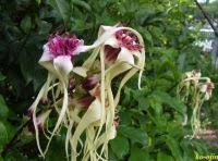 Image result for Strophanthus sarmentosus