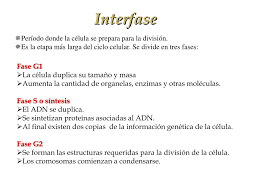 Si la célula tiene el adn correctamente replicado y el tamaño celular es. Ppt Ciclo Celular Powerpoint Presentation Free Download Id 4633478
