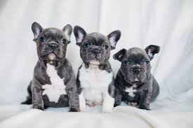 They are the biggest clowns! Predicting How Many Pups A French Bulldog Will Have Pets4homes