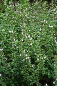 Image result for Clinopodium uhligii