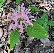 Image result for Justicia incana