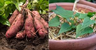 How to sprout sweet potatoes put your sweet potatoes into some loose potting soil in a warm, humid area until sprouts start to form. How To Grow Sweet Potatoes At Home Balcony Garden Web