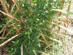 Image result for Teramnus repens