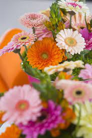 Summer Time Gerbera Time Summervibes Gerbera Color Colouredbygerbera Flower Farm Gerbera Flowers