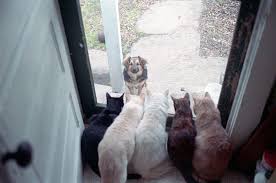 Visualjokes.com has a free funny pictures of all funny areas: 50 Funny Animal Pictures Cute Photos Of Wild Animals
