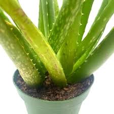 Image result for Aloe bukobana