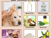 10 Best Dog Ear Mites Ideas Dog Ear Mites Dog Skin Allergies Labrador Training These mites can cause a.