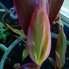 These welcome home gardens are beautifully developed and arranged by our landscape designers to add the perfect mix of casual care and spectacular color. Cordyline Fruticosa Maria Hawaiian Ti Plant Maria Uploaded By Punkyky