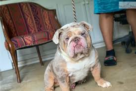 Please click below to see future litters or current litters. Lilac Merle Female Bulldog Puppy For Sale Near Houston Texas 4b14b168 Ae61