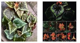 Image result for Begonia ciliobracteata