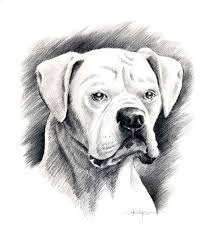 Boxer Dog Drawing Animal Drawings White Boxer Dogs Art Drawings