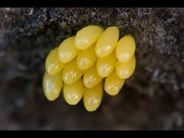 We did not find results for: Ladybug Larva And Eggs Hatching Youtube