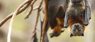 They have the largest body size of… Flying Foxes Animals Australia
