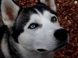 Sibirya Kurdu Ya Da Haski Husky Yuzyillarca Kizak Cekme Ren Geyigi Cobanligi Ve Bekcilik Gorevlerinde Kullanilmis Bir Kopek Irkidir Spor Husky Ren Geyigi Ve Kedi