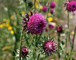 Disteln brauchen keine spezielle pflege. Disteln Fur Blumenbeete Mein Schoner Garten