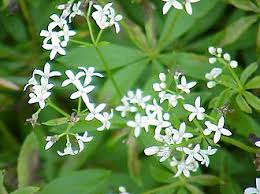 Image result for Galium