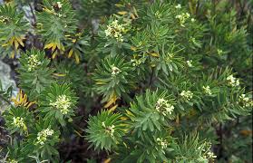 Image result for Thymelaeaceae