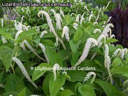 Image result for Stolzia williamsonii