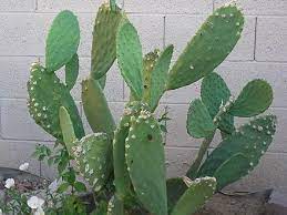 Buy rust cloth farming 500 on any official server in rust. List Of Edible Cactus Wikipedia The Free Encyclopedia Plants Succulents Growing Lavender